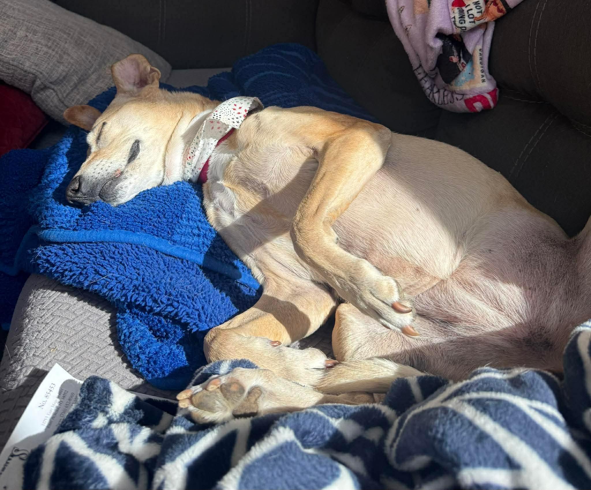 Enlarge Goldie, a ADOPTABLE Mixed Breed in Rochester , NY image 2/5