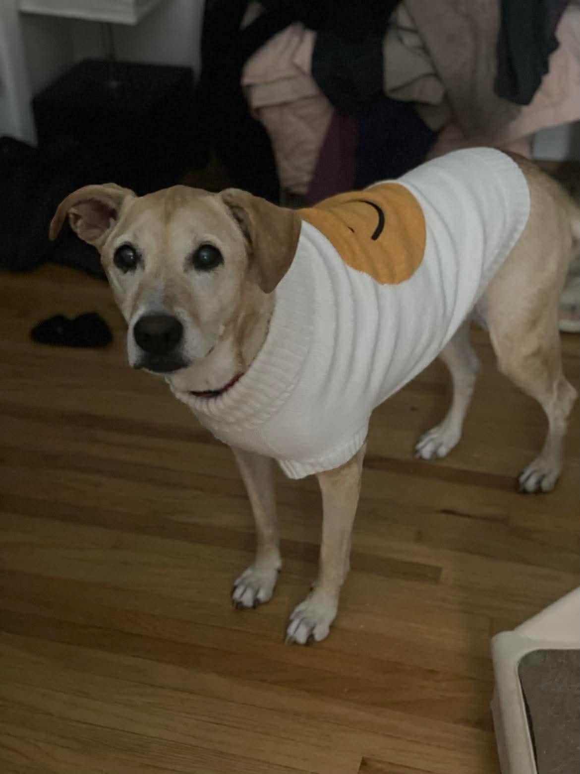 Enlarge Goldie, a ADOPTABLE Mixed Breed in Rochester , NY image 5/5