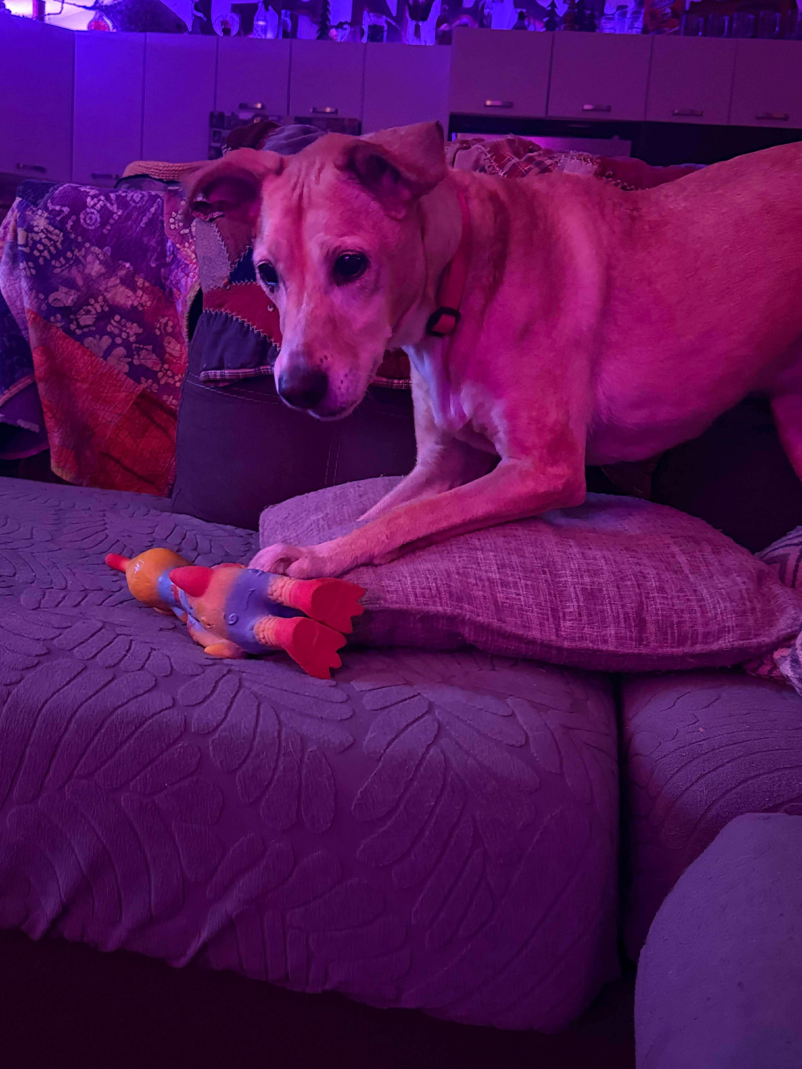 Enlarge Goldie, a ADOPTABLE Mixed Breed in Rochester , NY image 4/5