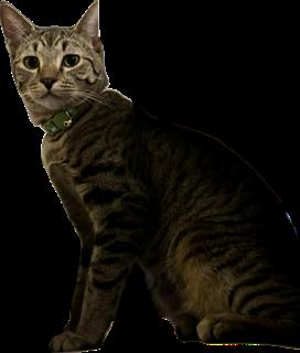 Edward, an adoptable Tabby, Domestic Short Hair in Pasco, WA, 99301 | Photo Image 1