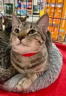 Edward, an adoptable Tabby, Domestic Short Hair in Pasco, WA, 99301 | Photo Image 2