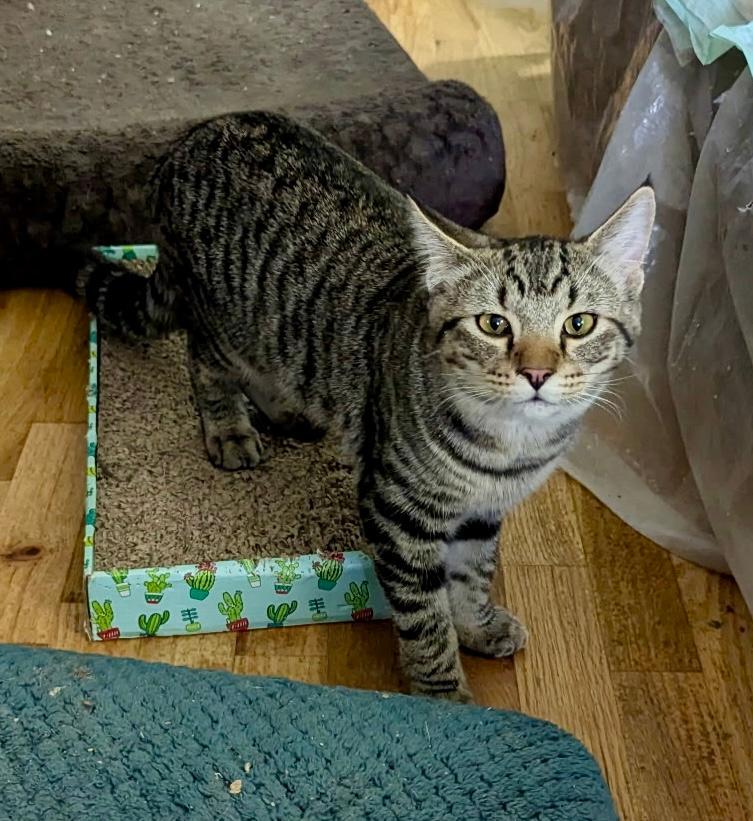 Edward, an adoptable Tabby, Domestic Short Hair in Pasco, WA, 99301 | Photo Image 4