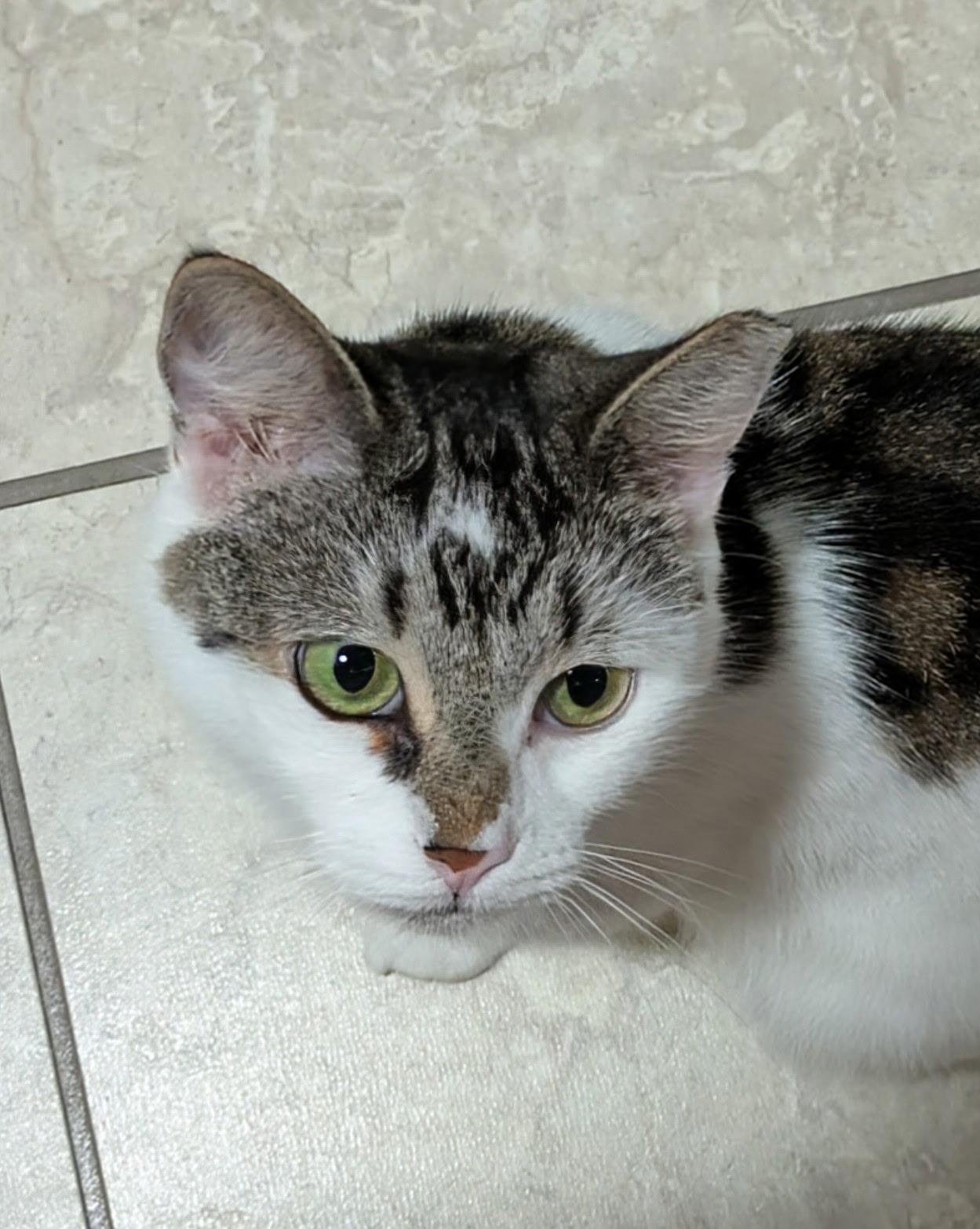 Enlarge Cassidy, a ADOPTABLE Domestic Short Hair in Spencer, MA image 1/1