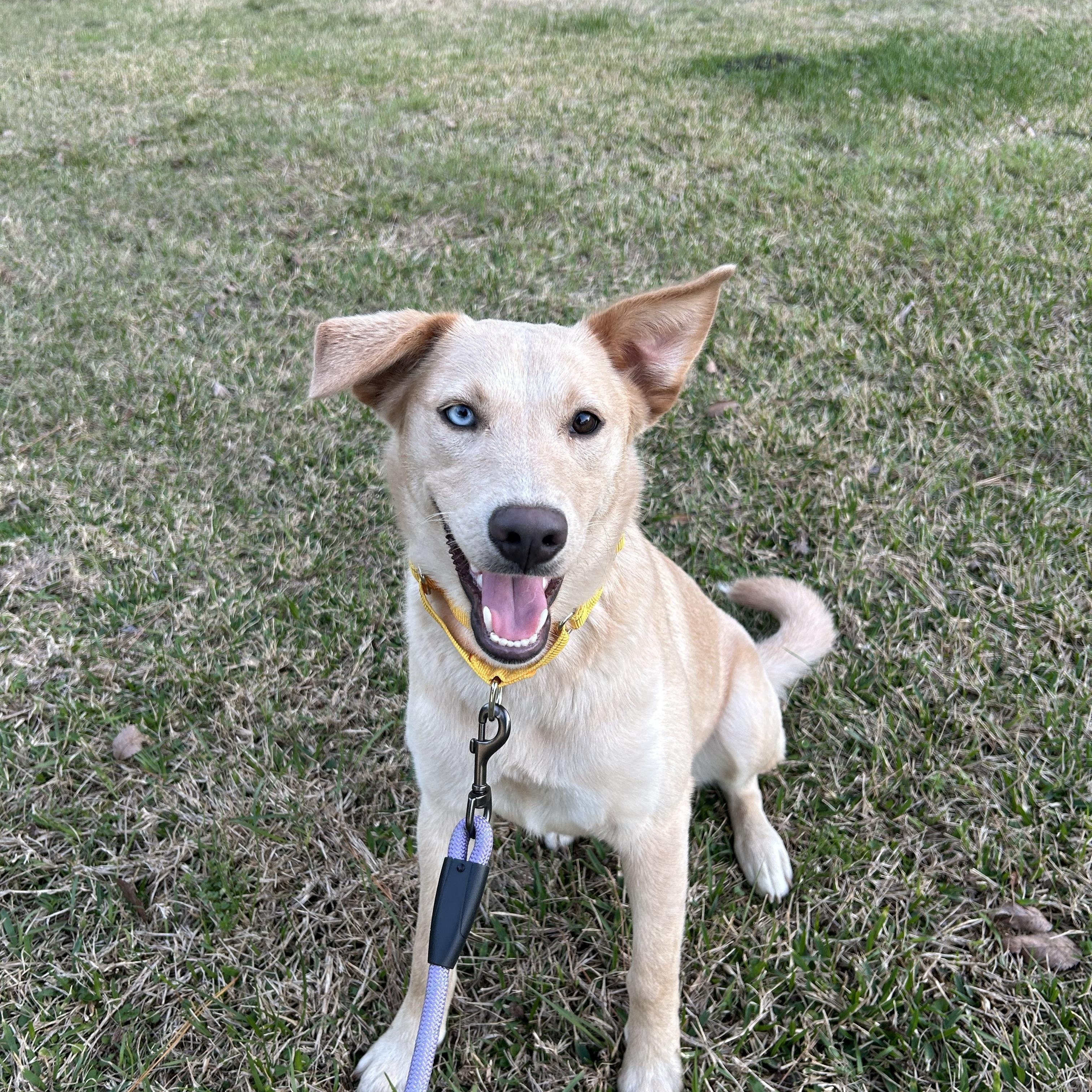 Sunny, a Adoptable mixed breed in Farmington, UT image 5/6