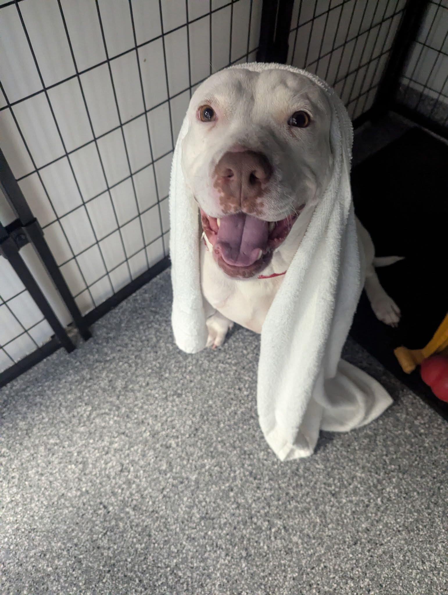 Enlarge Luna, a Adoptable mixed breed in Pembroke, MA image 2/4