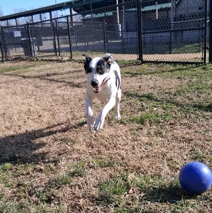Athena (Roxie), a Adoptable mixed breed in Springfield, MO image 3/6
