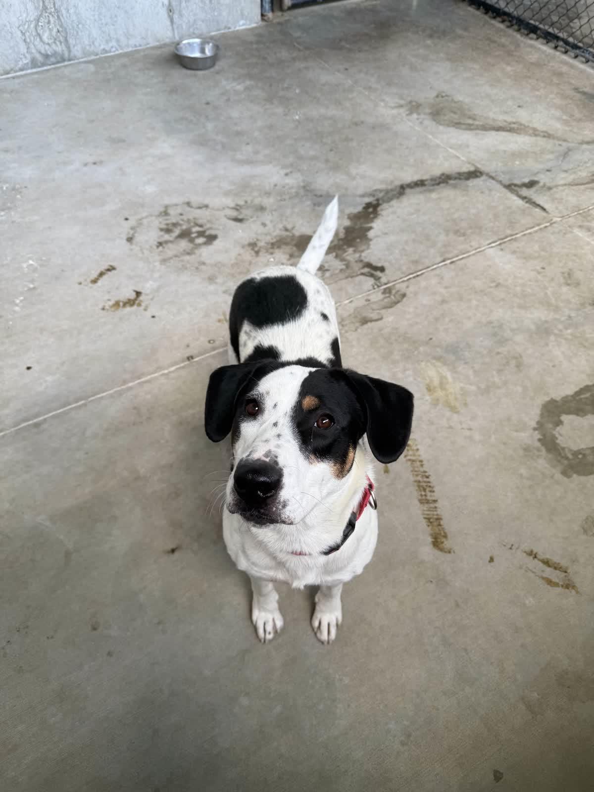 Athena (Roxie)