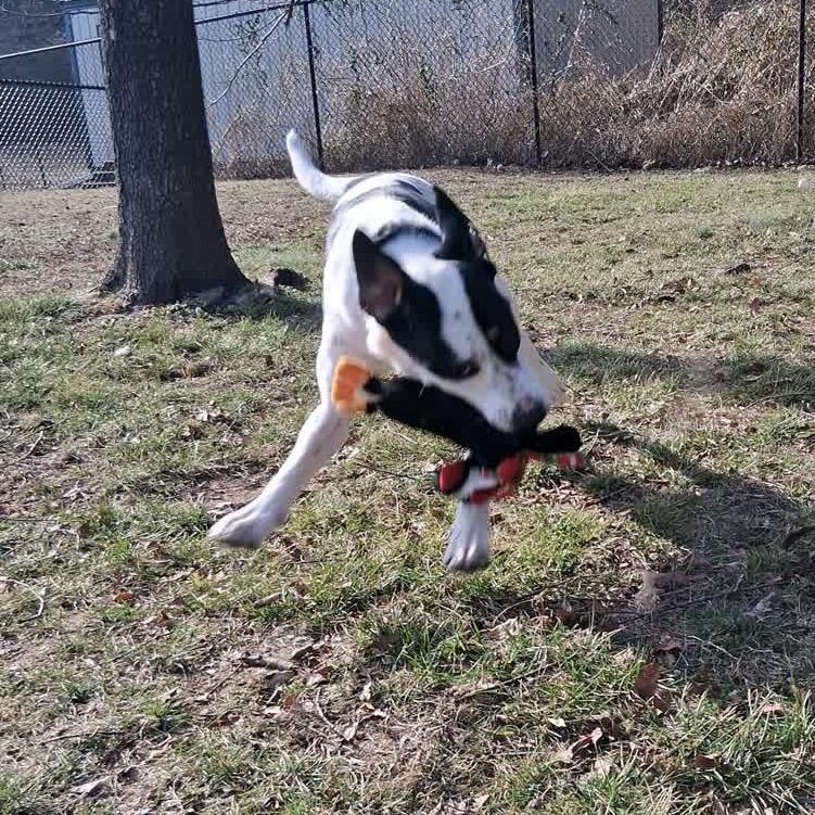 Athena (Roxie), a Adoptable mixed breed in Springfield, MO image 6/6