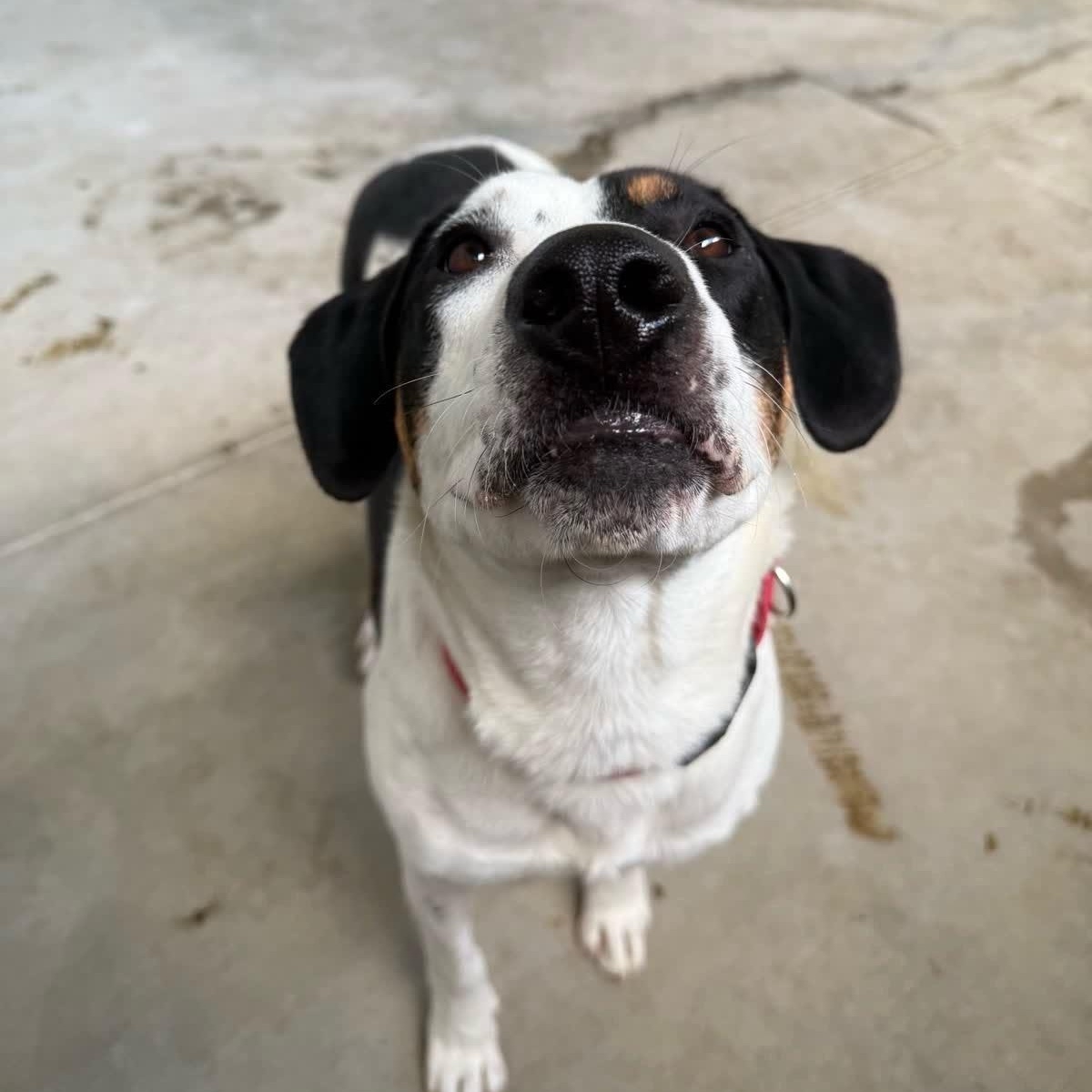Athena (Roxie)