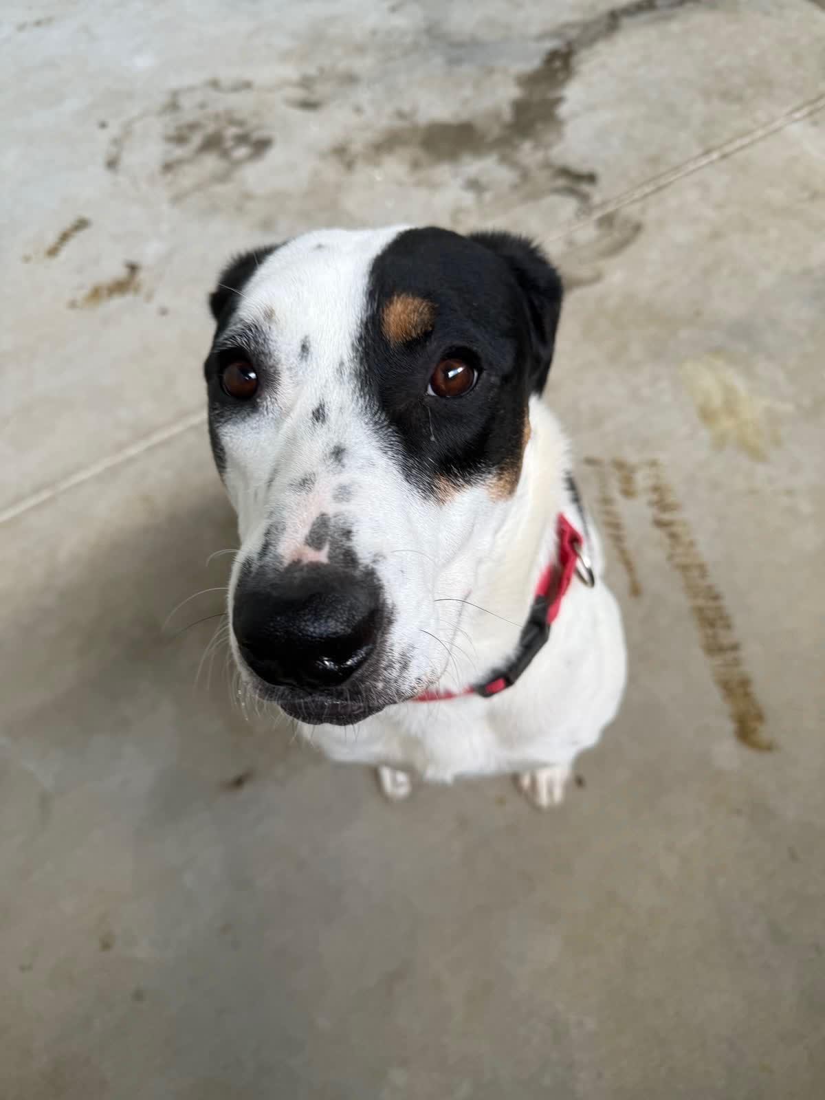 Athena (Roxie)