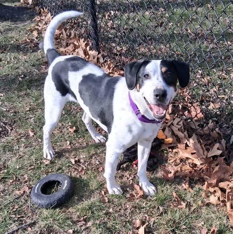 Athena (Roxie), Adoptable, Young Female Hound.