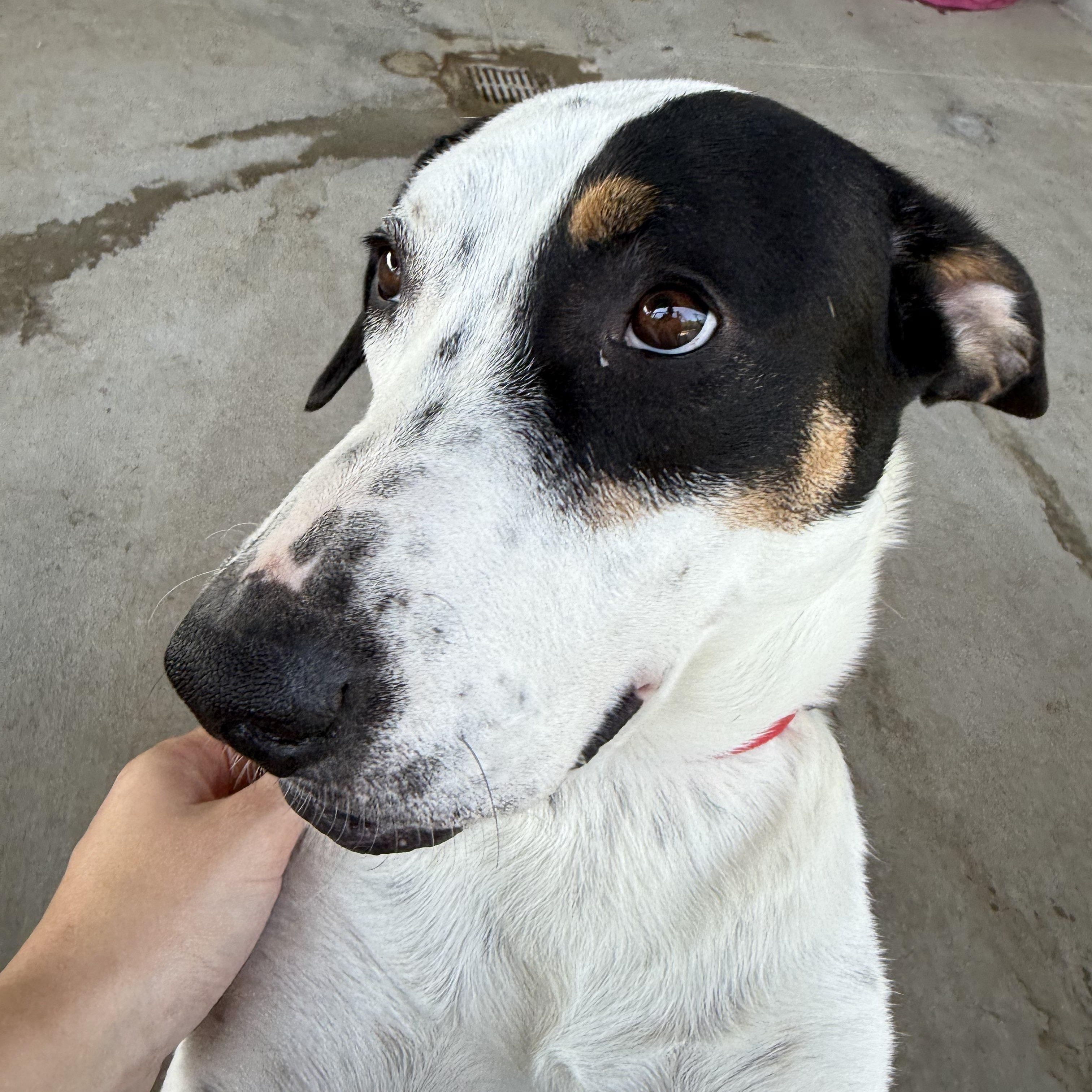 Athena (Roxie), a Adoptable mixed breed in Springfield, MO image 2/6