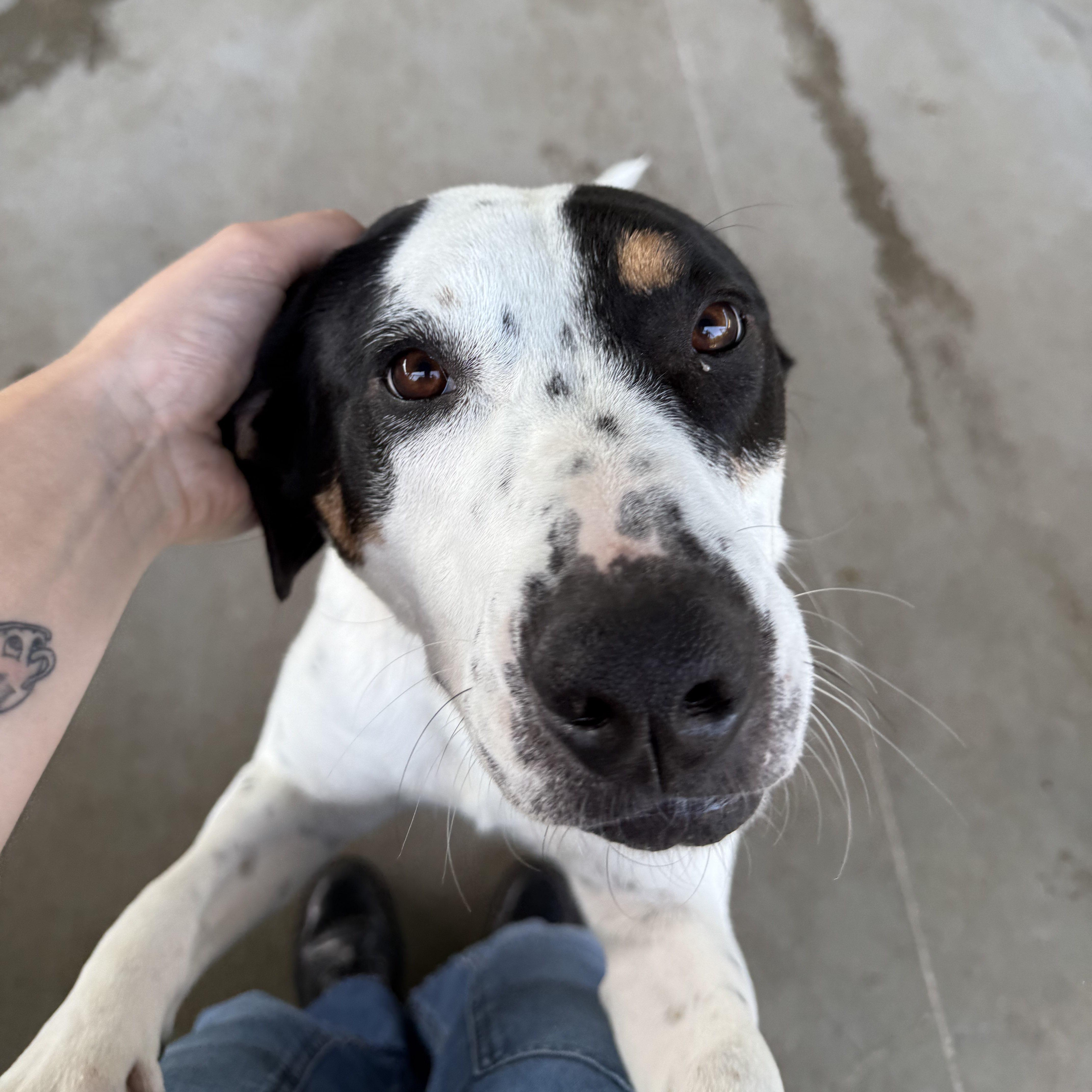 Athena (Roxie), a Adoptable mixed breed in Springfield, MO image 4/6