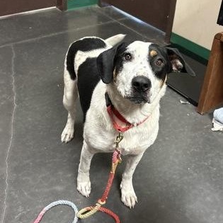 Athena (Roxie), a Adoptable mixed breed in Springfield, MO image 5/6