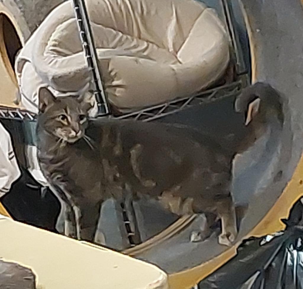 Kylie, Adopted, Adult Female Domestic Short Hair.