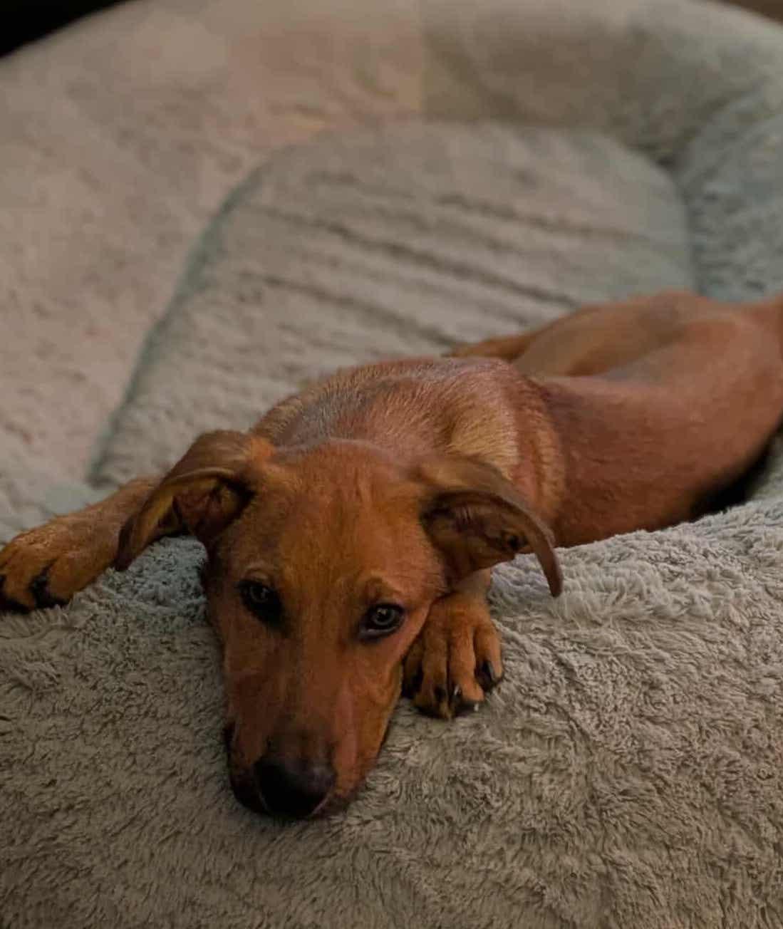 Duke