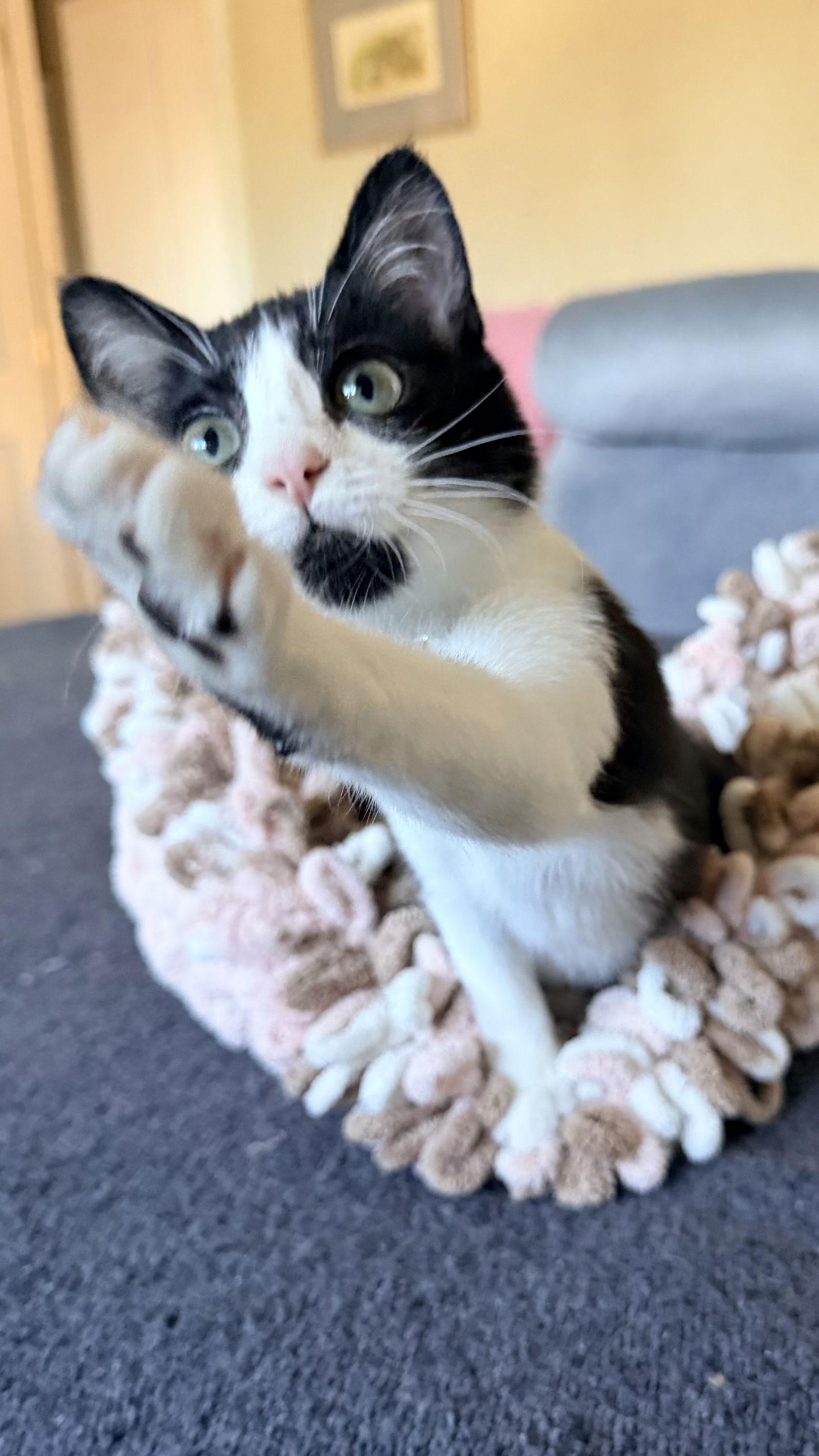 Mochi, Adoptable, Young Female Domestic Short Hair.