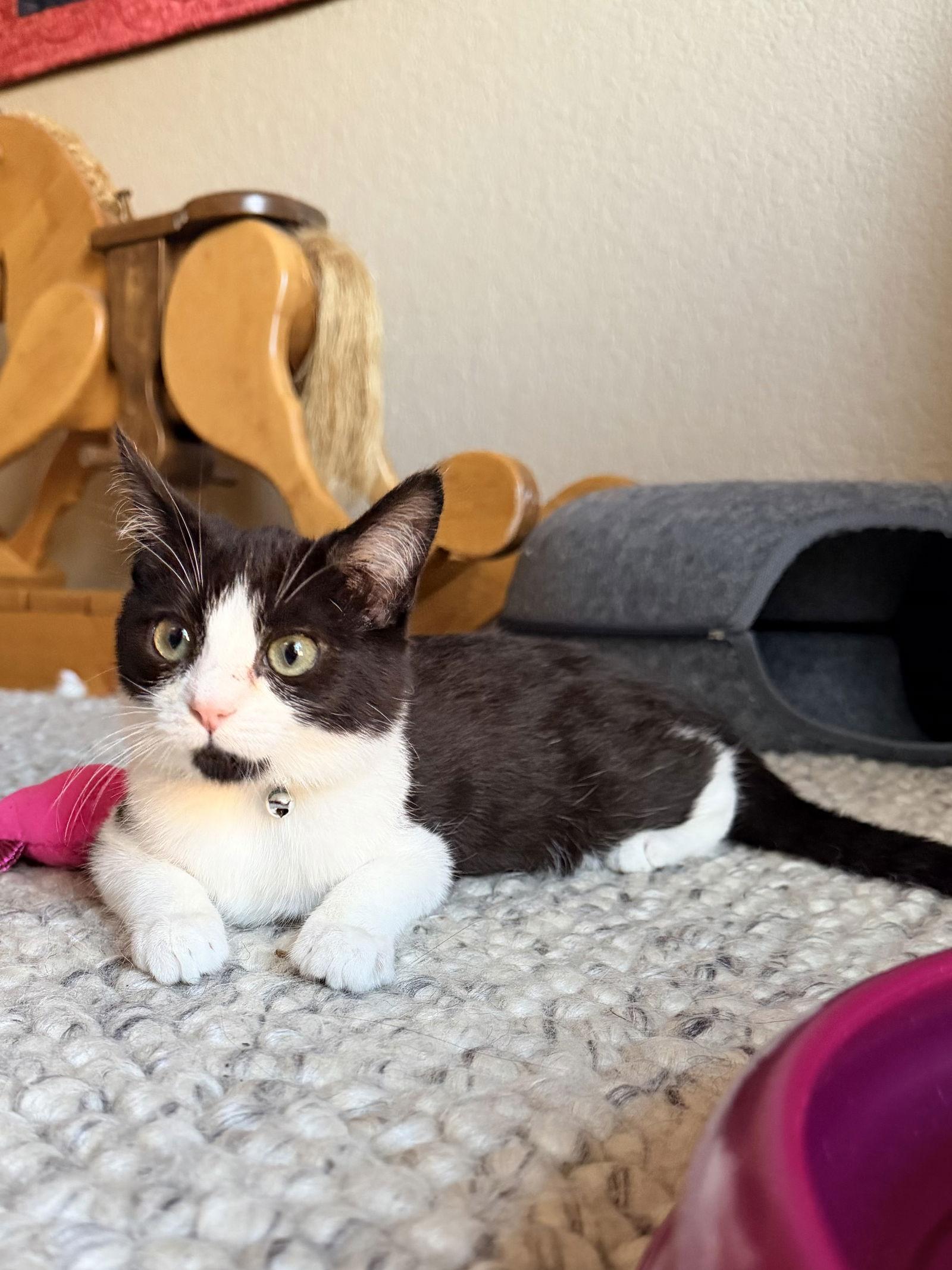 Enlarge Mochi, a Adoptable Domestic Short Hair in Davis, CA image 2/3