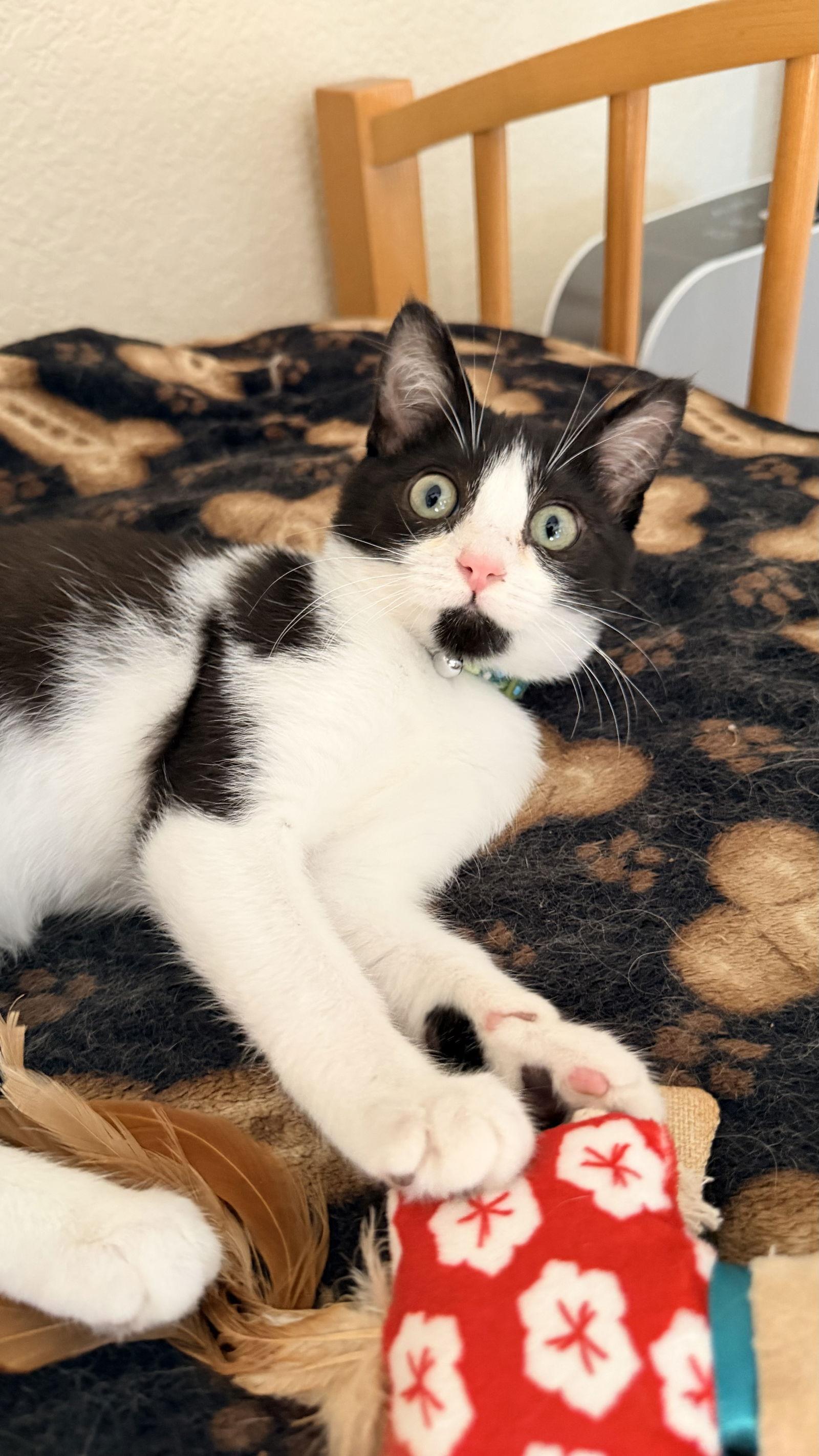 Enlarge Mochi, a Adoptable Domestic Short Hair in Davis, CA image 3/3