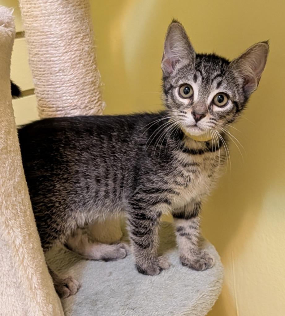 Sandy, a Adoptable Domestic Short Hair in Rutherfordton, NC image 1/2