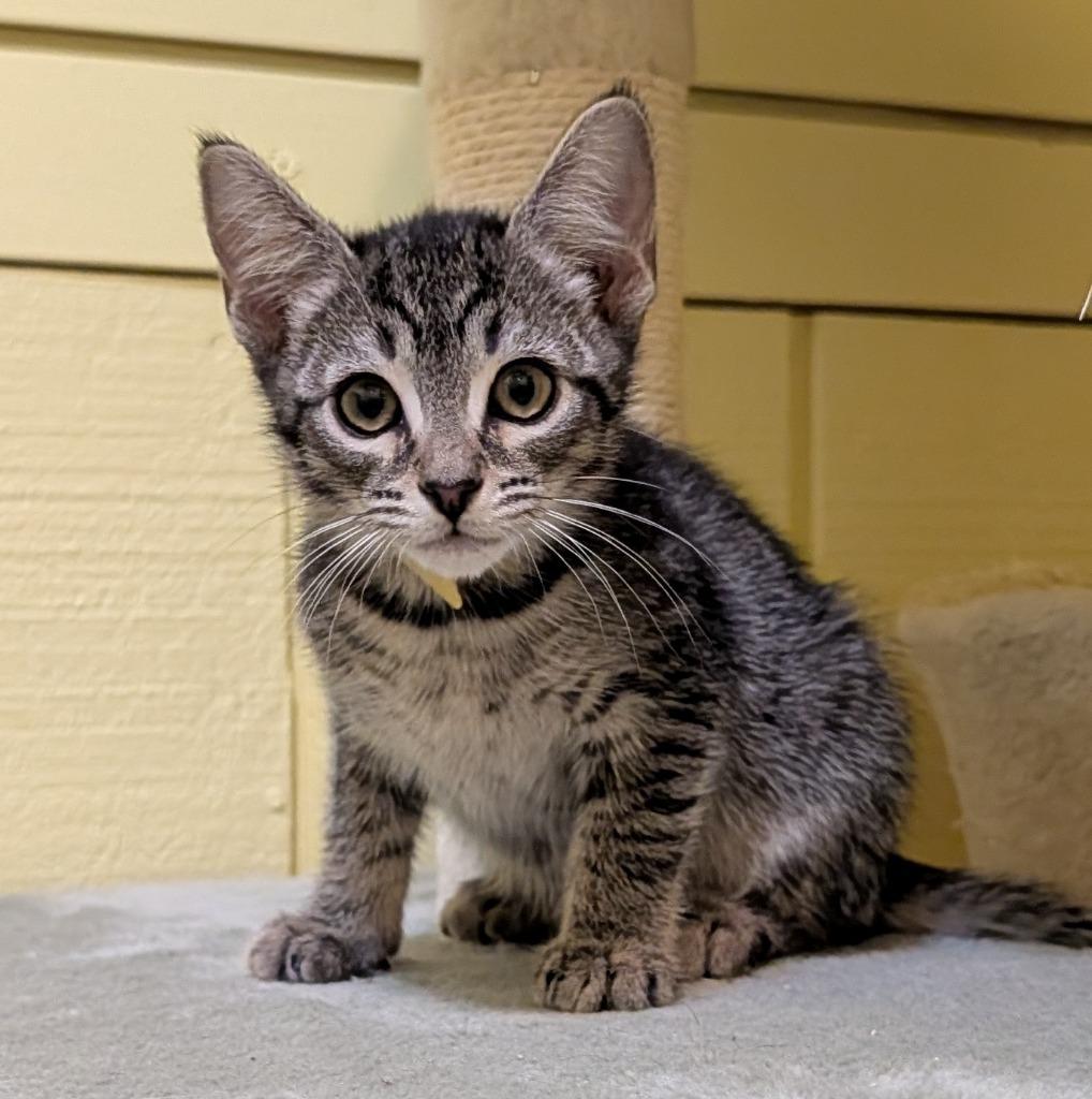 Sandy, a Adoptable Domestic Short Hair in Rutherfordton, NC image 2/2