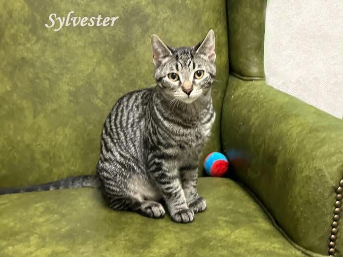 Enlarge Sylvester 0925, an adopted mixed breed in West Bloomfield, MI image 1/2