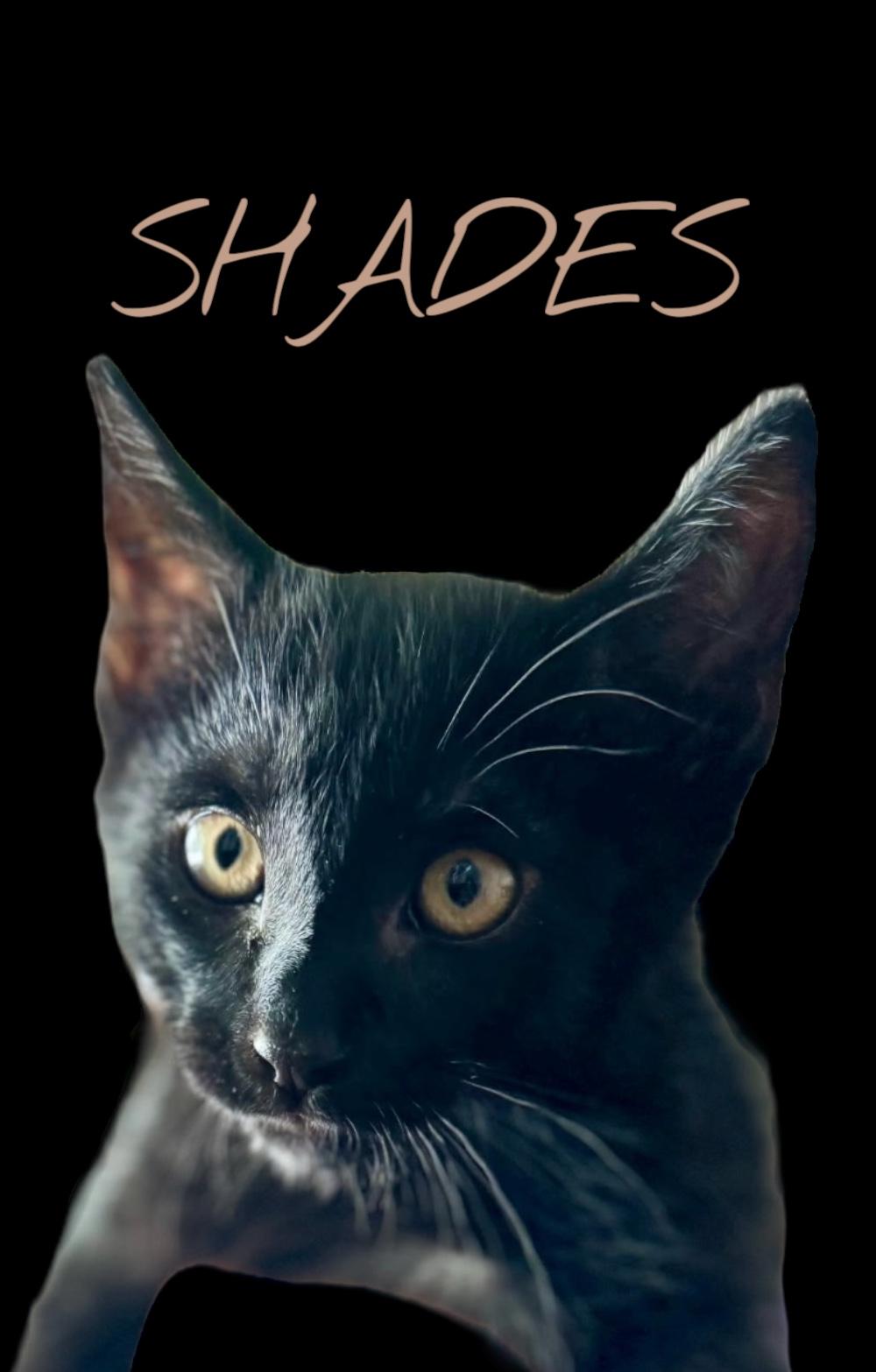 Shades Domestic Short Hair Cat