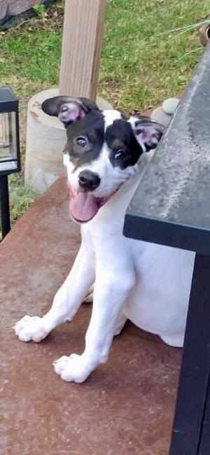 PEPPER, Adoptable, Puppy Male Australian Cattle Dog / Blue Heeler.