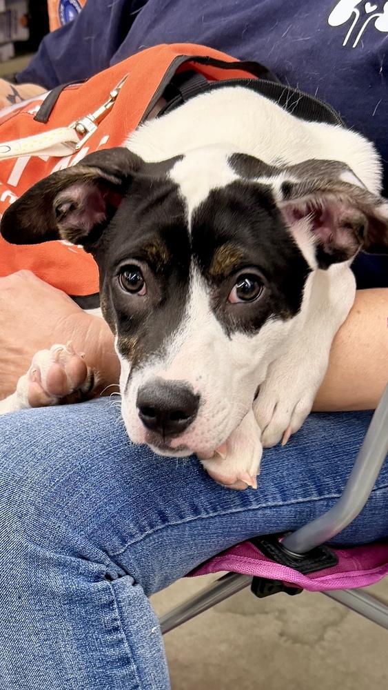 PEPPER, a Adoptable Australian Cattle Dog / Blue Heeler in Thornton, CO image 2/6