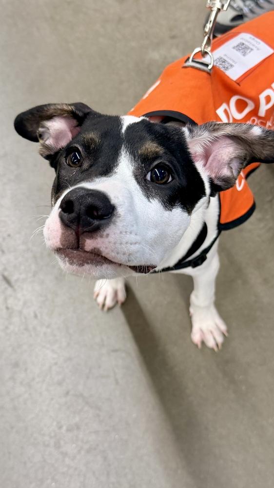 PEPPER, a Adoptable Australian Cattle Dog / Blue Heeler in Thornton, CO image 4/6