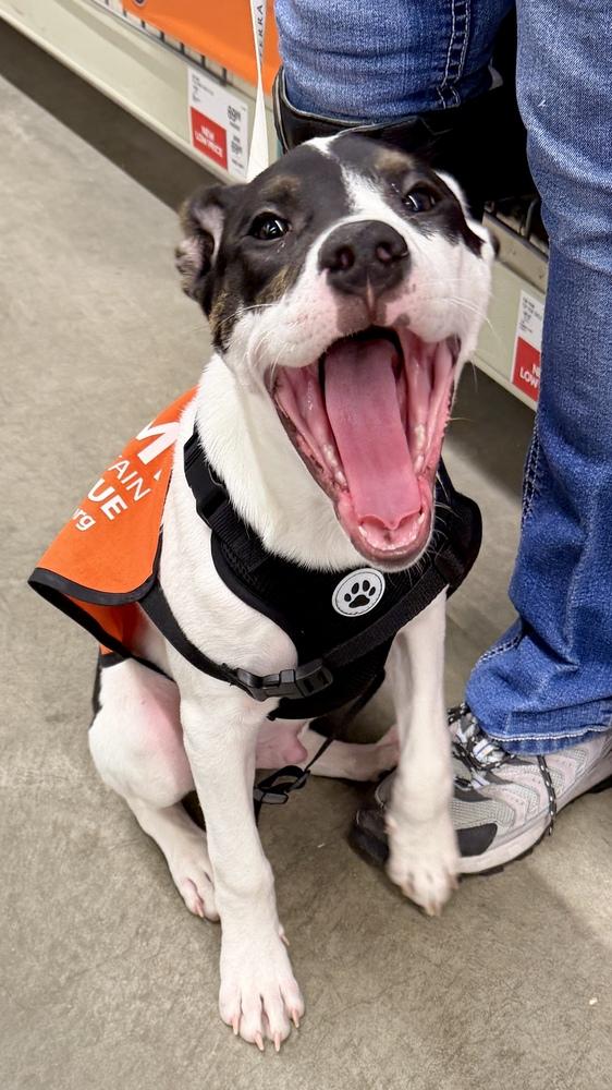 PEPPER, a Adoptable Australian Cattle Dog / Blue Heeler in Thornton, CO image 5/6