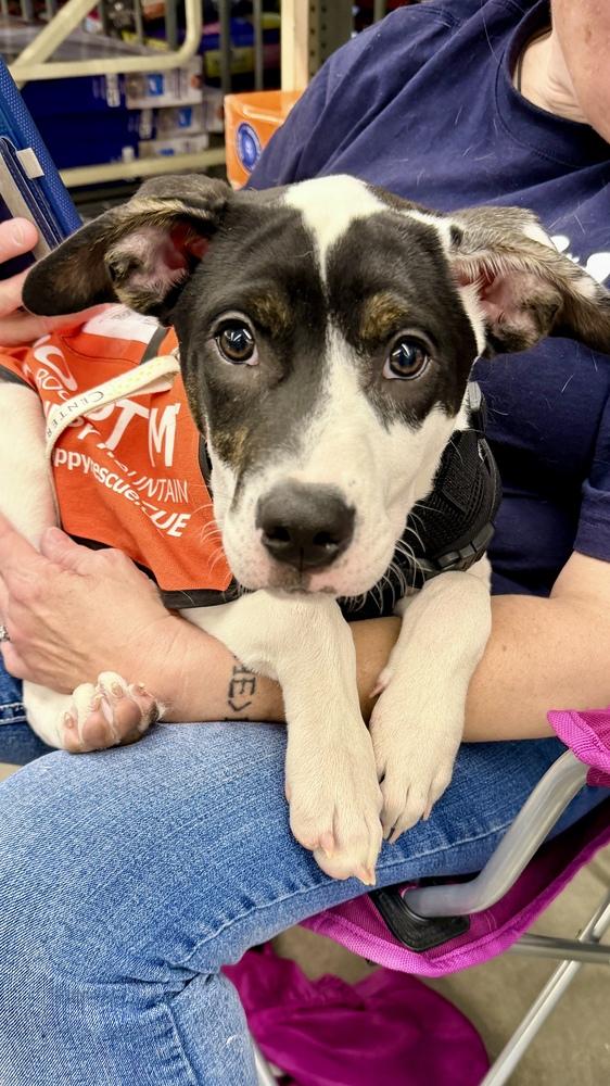 PEPPER, a Adoptable Australian Cattle Dog / Blue Heeler in Thornton, CO image 6/6