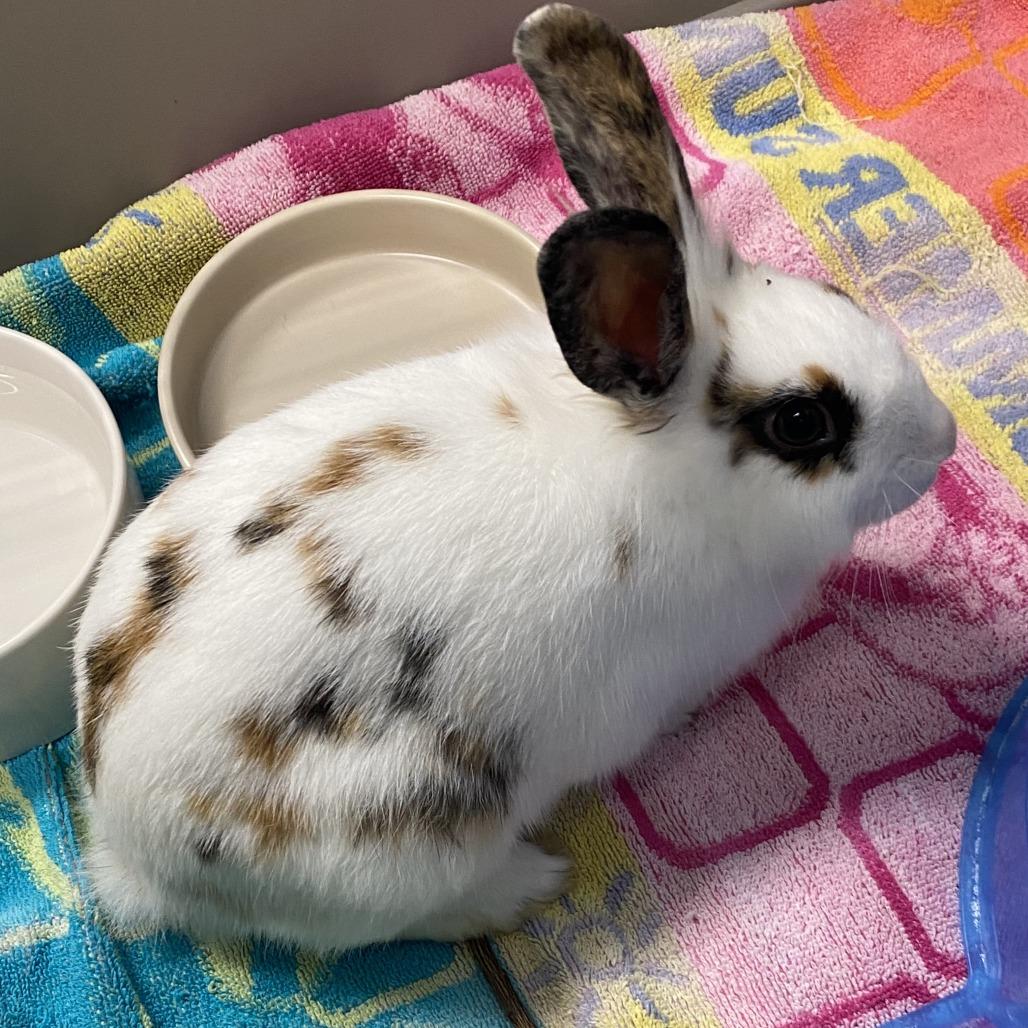 Binky, Adoptable, Young Female Rhinelander.