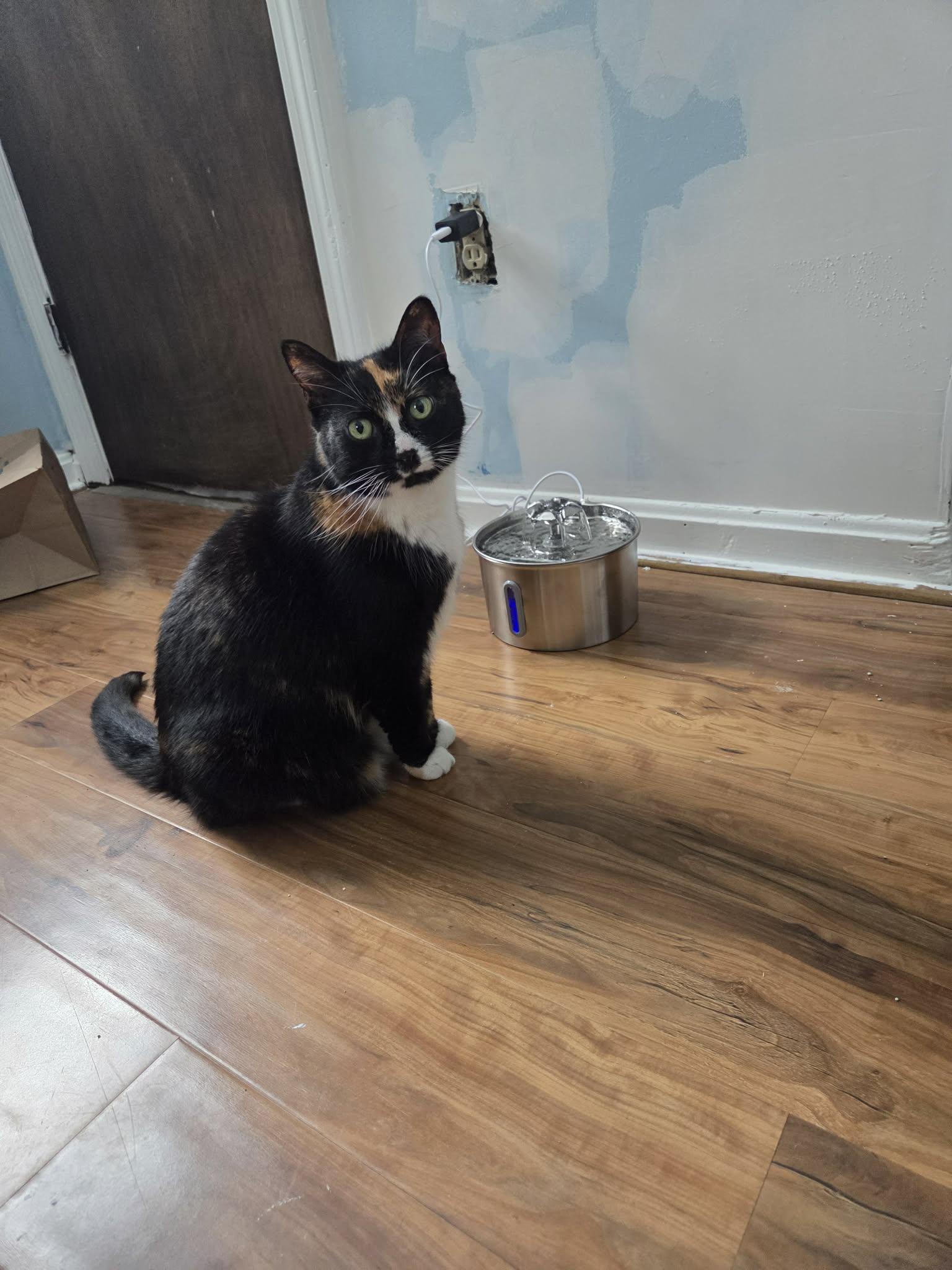 Artemis, ADOPTABLE, Adult Female American Shorthair.