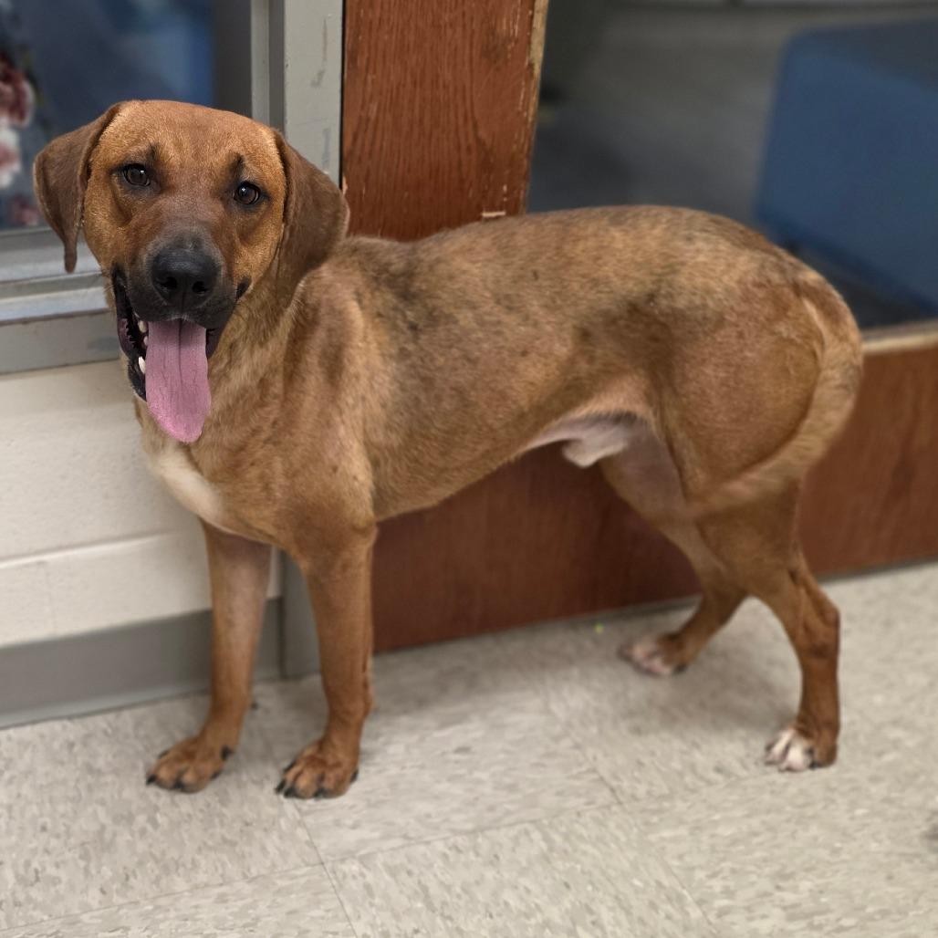 Bisbee, Adoptable, Adult Male Hound.