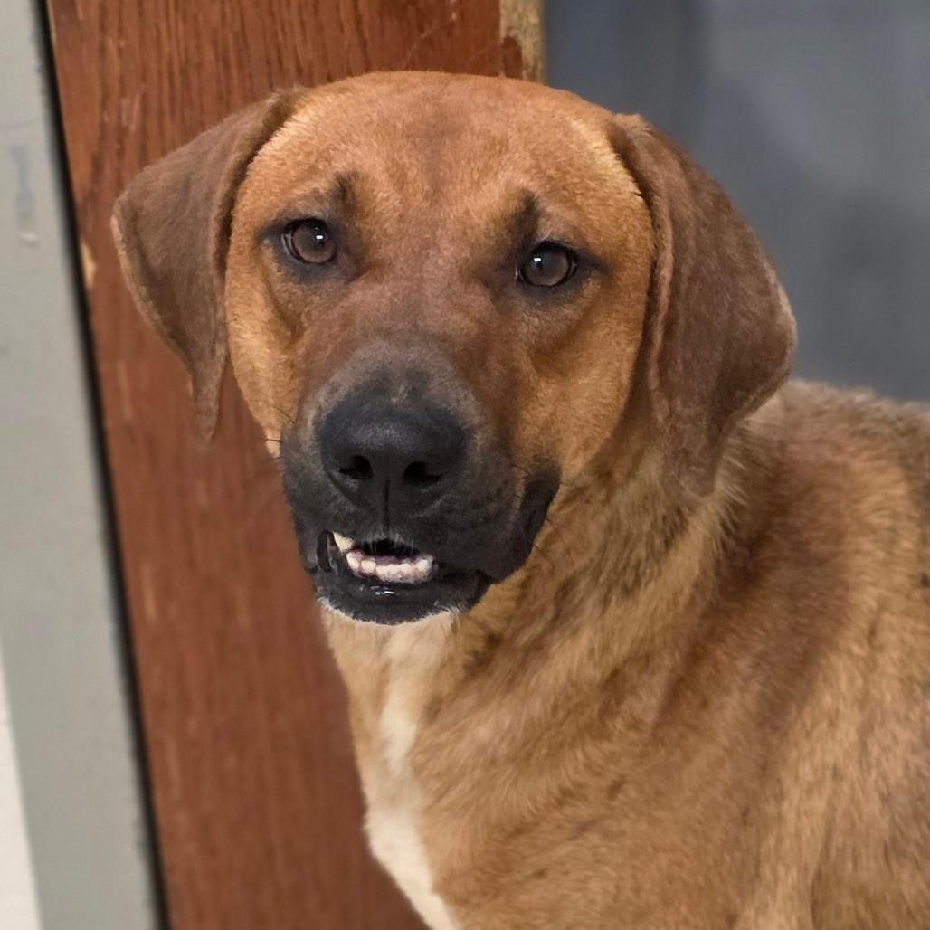 Enlarge Bisbee, a Adoptable Hound in Chatham, VA image 2/4