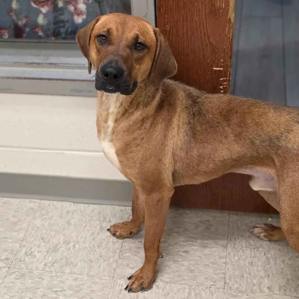 Enlarge Bisbee, a Adoptable Hound in Chatham, VA image 3/4