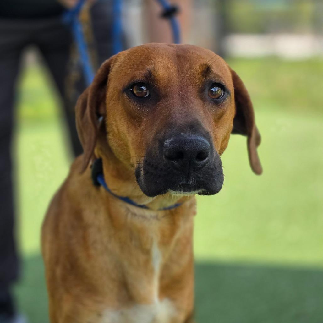 Enlarge Bisbee, a Adoptable Hound in Chatham, VA image 4/4