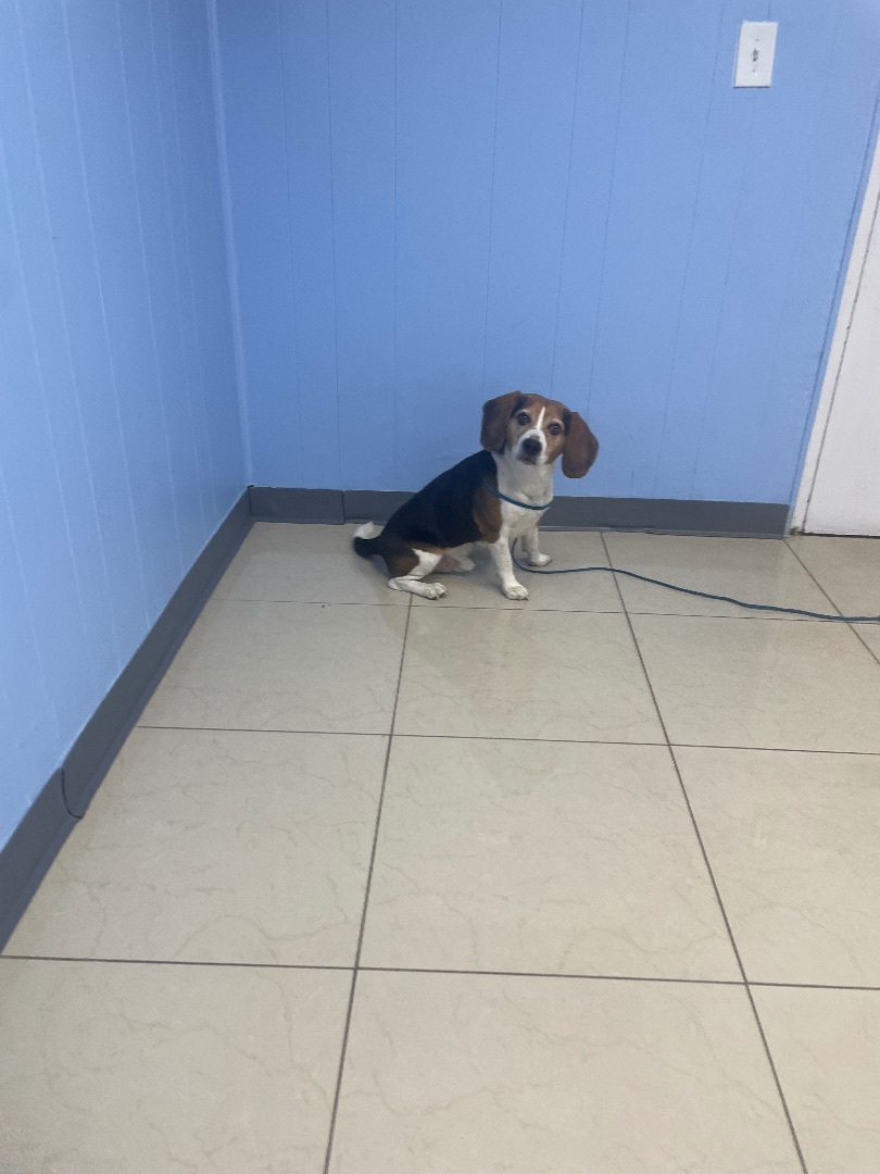 Bruno, an adoptable Beagle in Miami, FL, 33186 | Photo Image 5