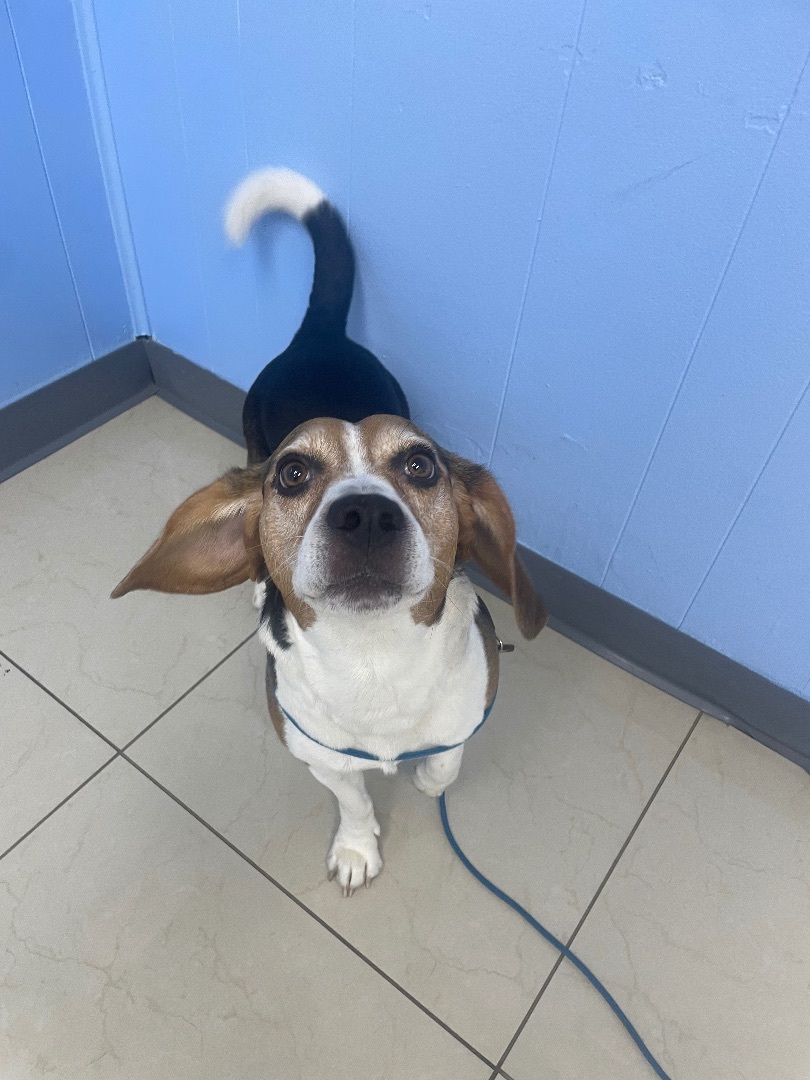 Bruno, an adoptable Beagle in Miami, FL, 33186 | Photo Image 4