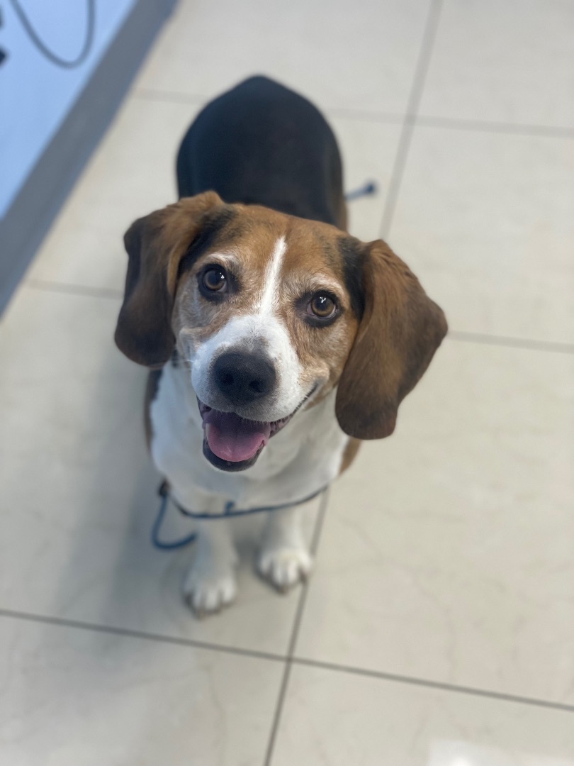 Bruno, an adoptable Beagle in Miami, FL, 33186 | Photo Image 2
