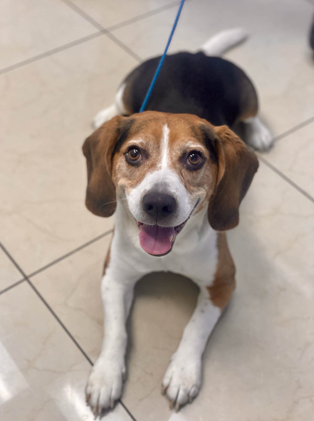 Bruno, an adoptable Beagle in Miami, FL, 33186 | Photo Image 1