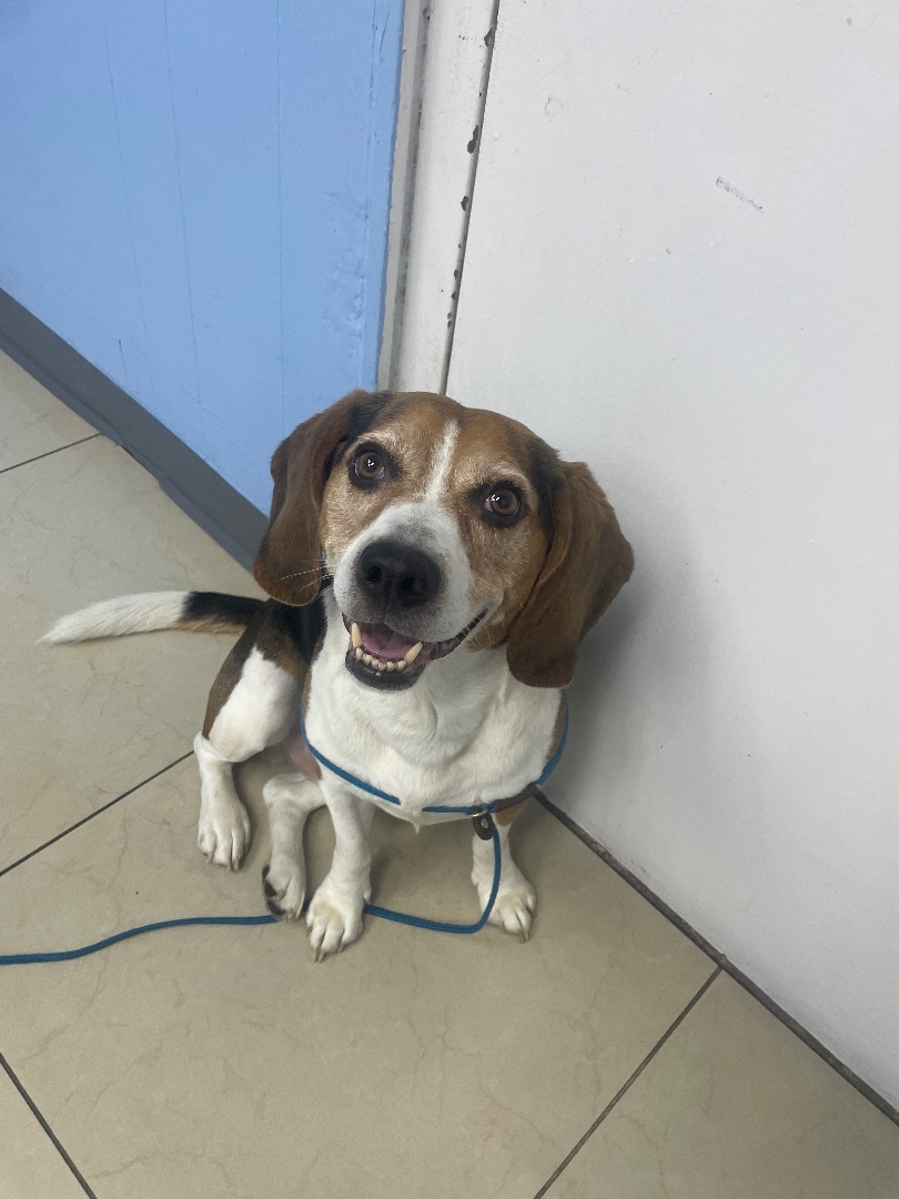 Bruno, an adoptable Beagle in Miami, FL, 33186 | Photo Image 6