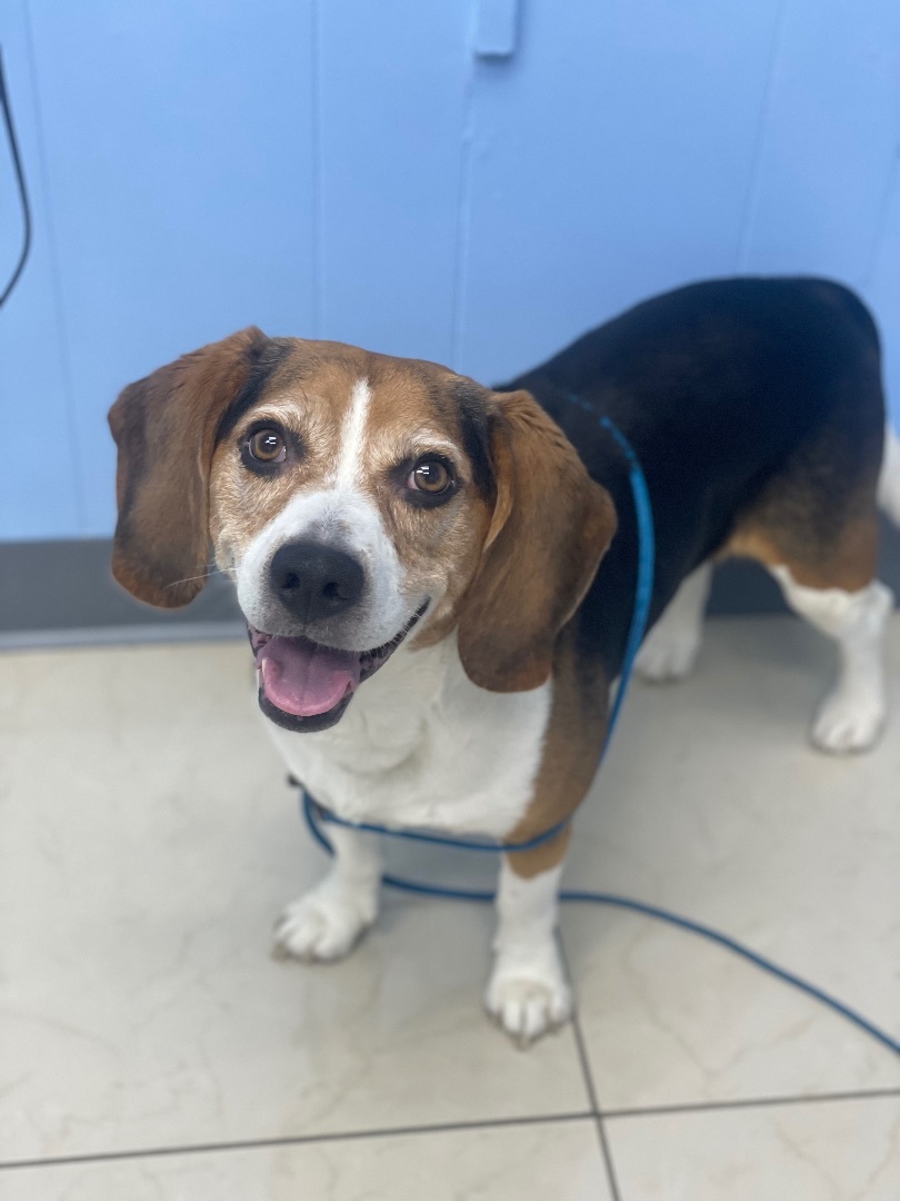 Bruno, an adoptable Beagle in Miami, FL, 33186 | Photo Image 3