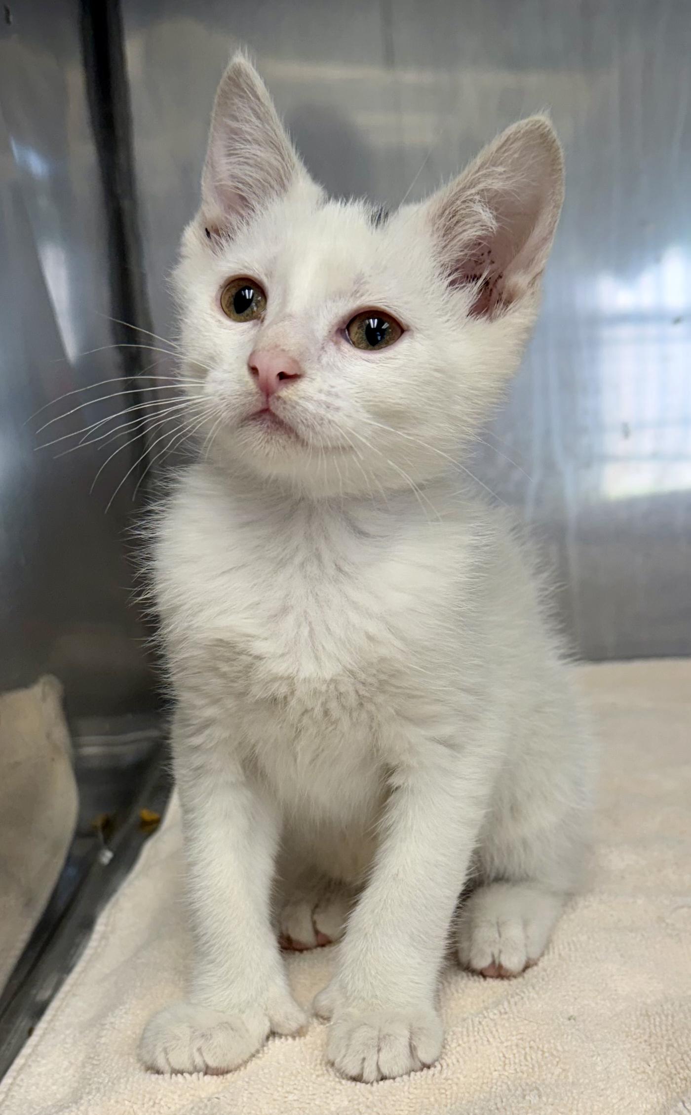 Reggie, an adopted Domestic Short Hair in Medfield, MA image 1/2