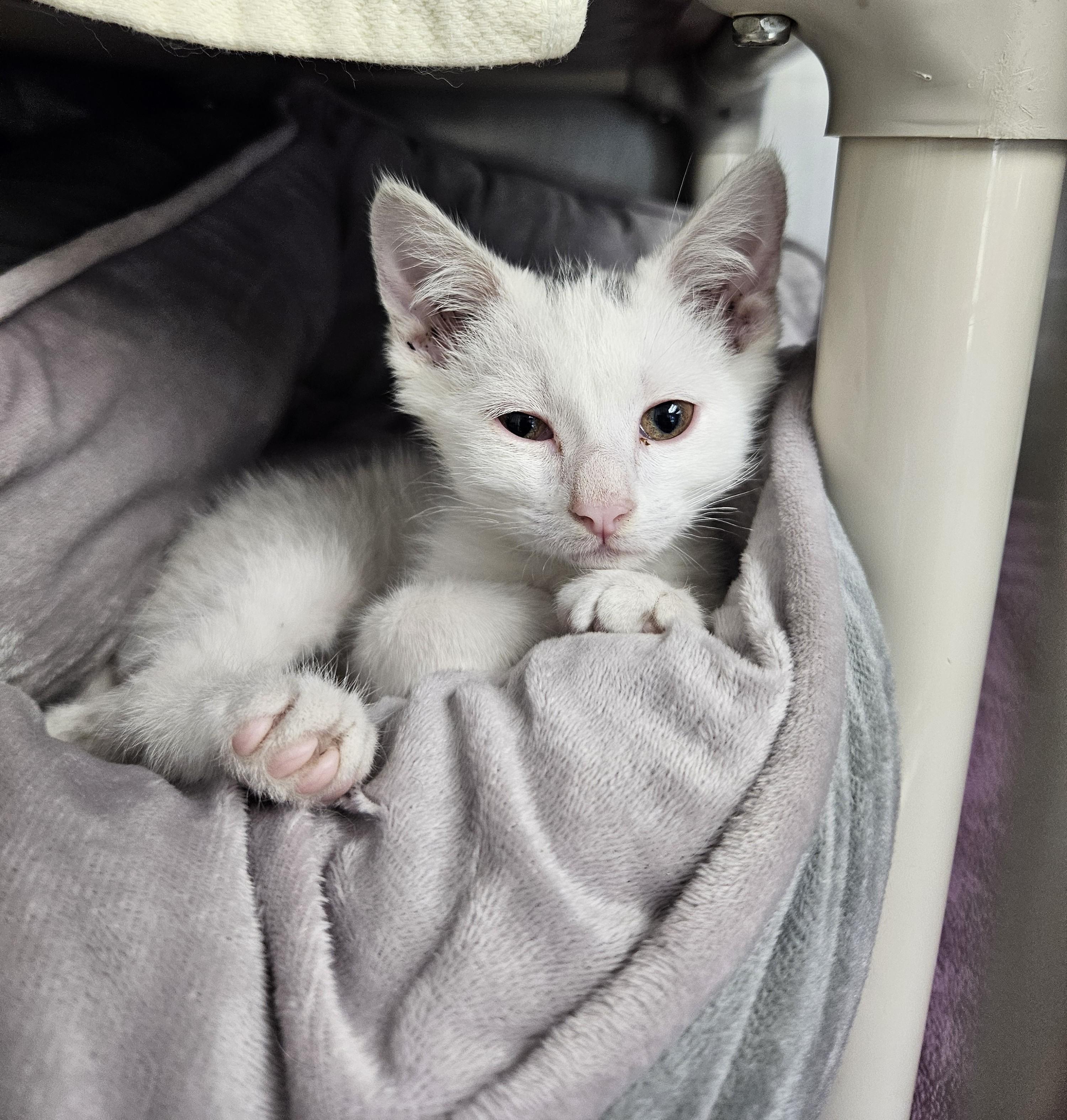 Reggie, an adopted Domestic Short Hair in Medfield, MA image 2/2