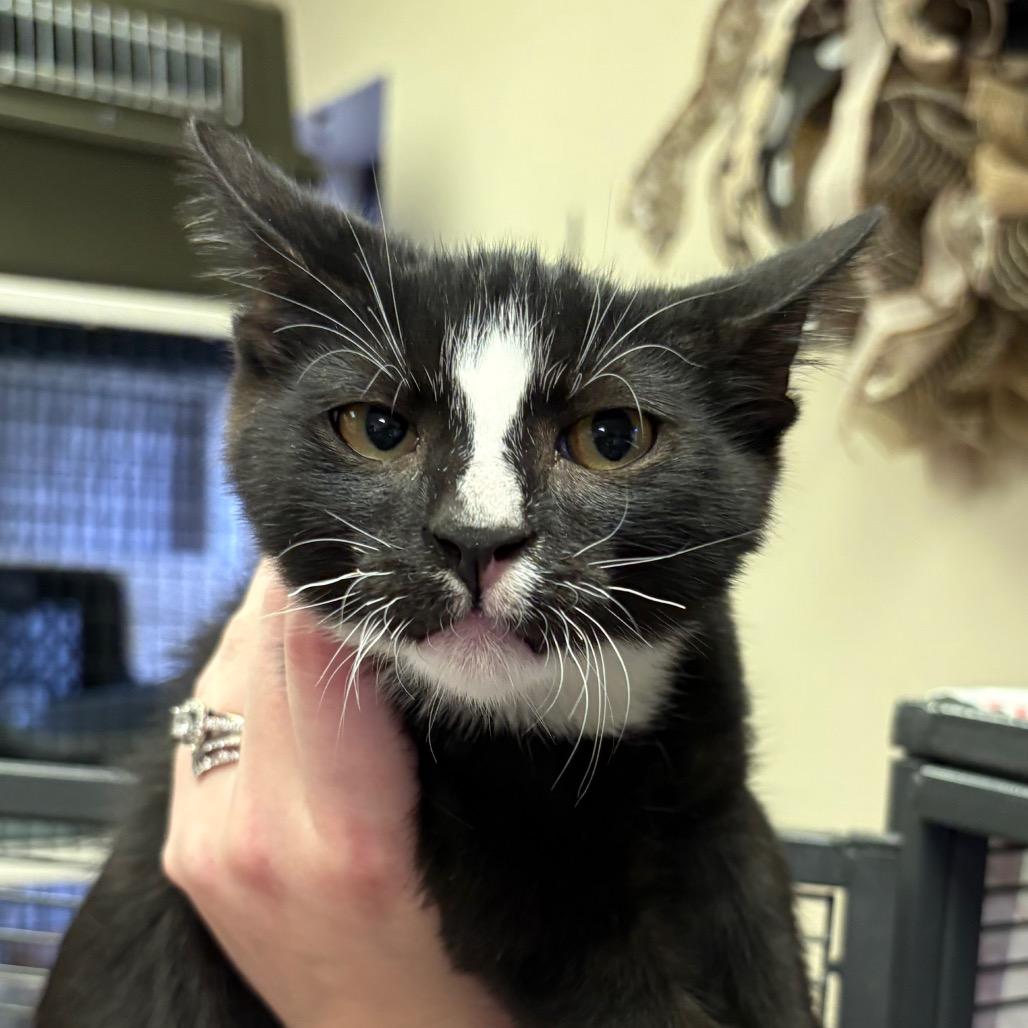 Flinn, Adoptable, Kitten Male Domestic Short Hair.