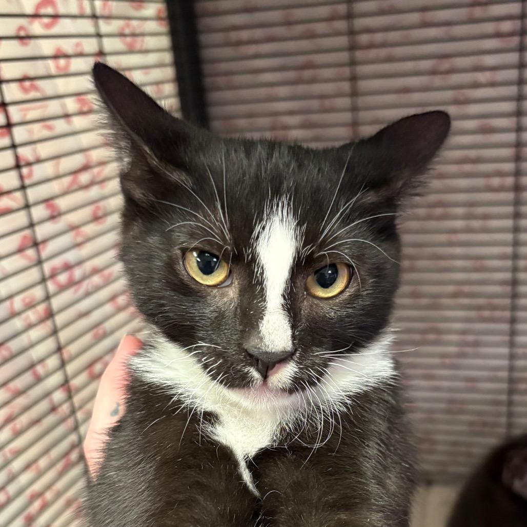 Enlarge Flinn, a Adoptable Domestic Short Hair in Norfolk, NE image 2/2