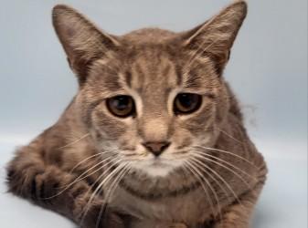 Enlarge Kirby, a Adoptable mixed breed in Golden Valley, MN image 1/1