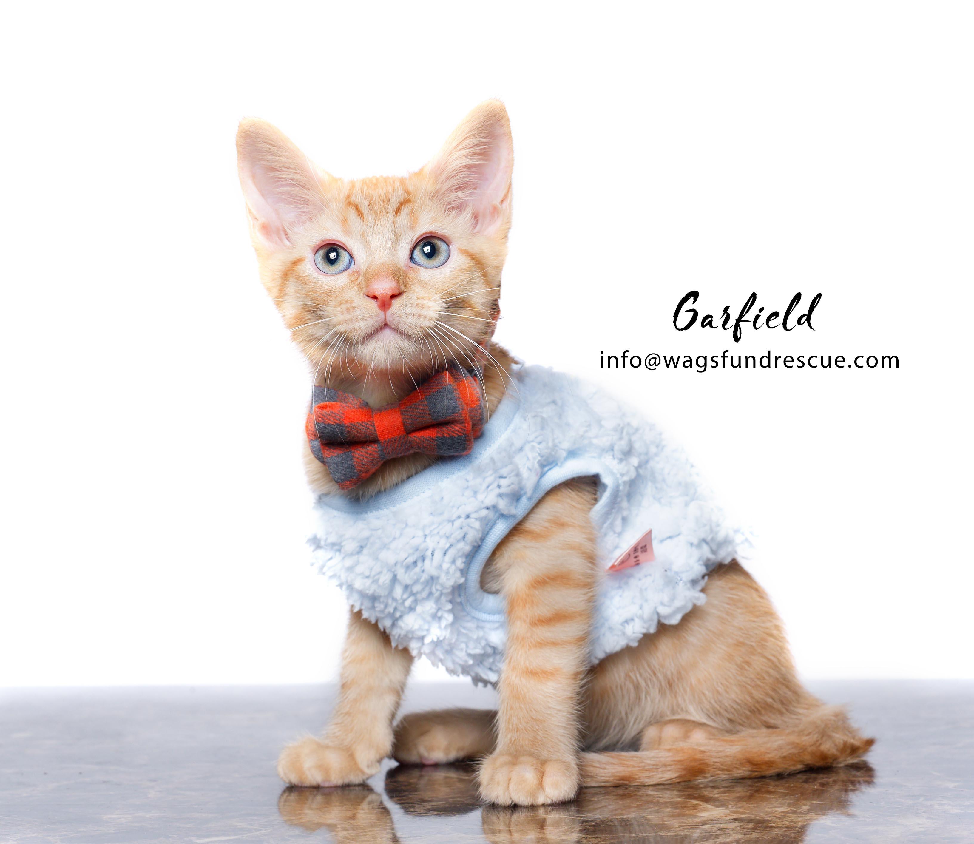 Garfield, Adoptable, Kitten Male Tabby & Domestic Short Hair.
